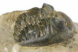 Curled Hollardops Trilobite - Foum Zguid, Morocco #372424-3